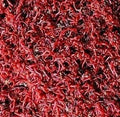 Frozen Bloodworm