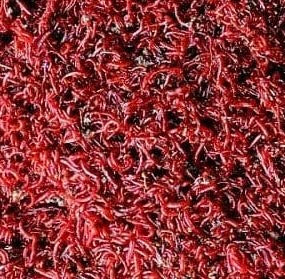 Frozen Bloodworm