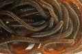 10cm Artificial Floating Worms