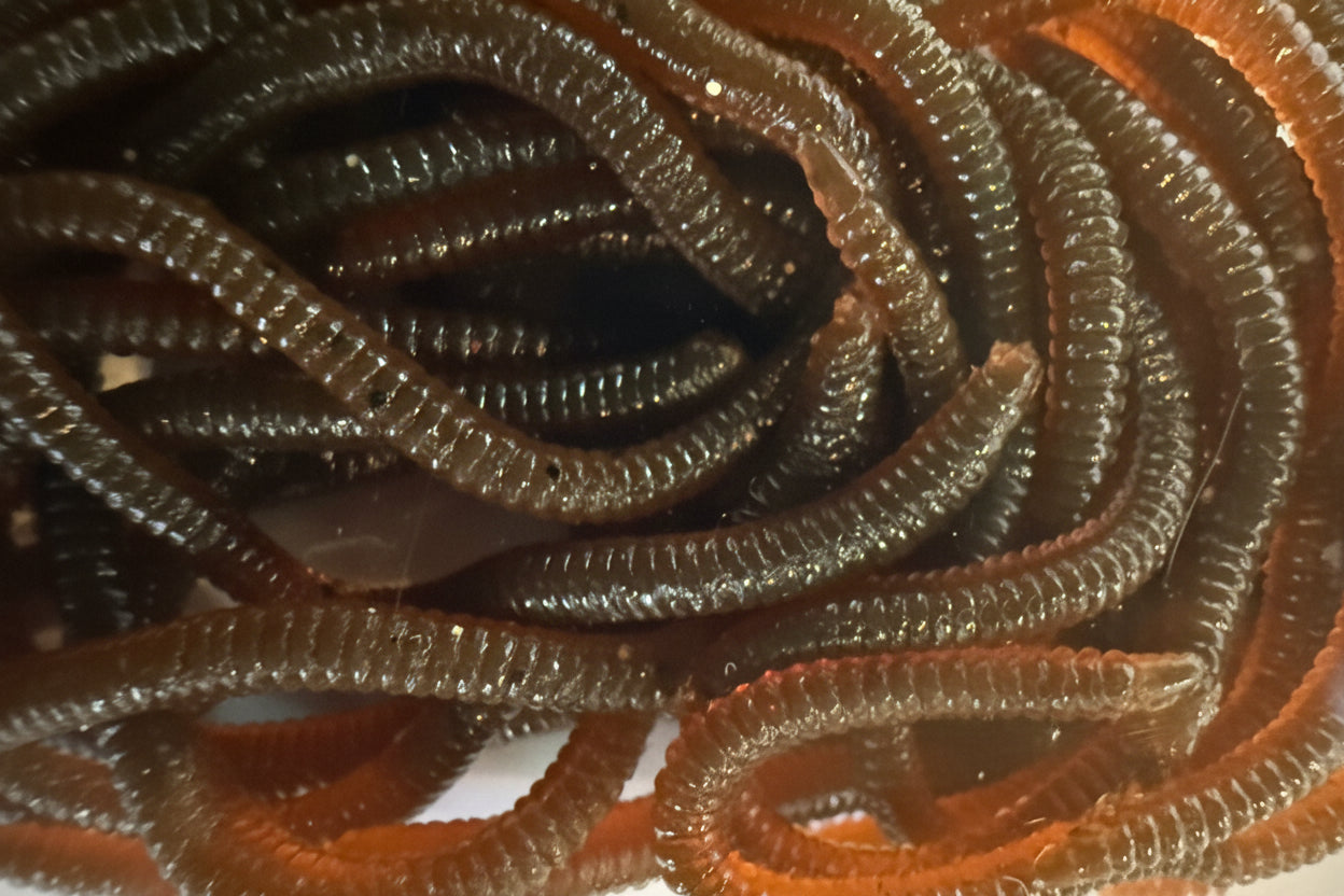 10cm Artificial Floating Worms