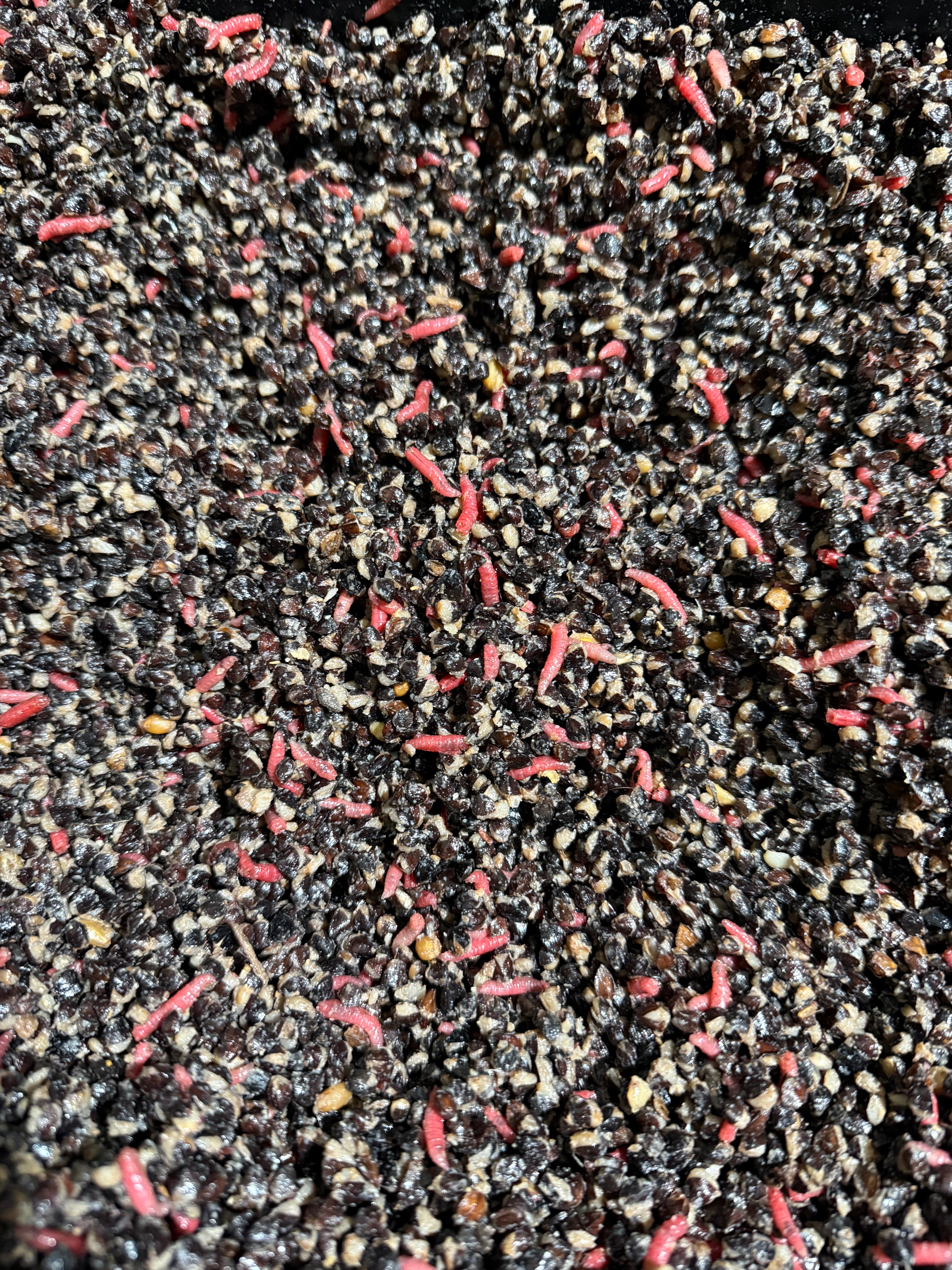 Buckwheat & Maggots with crushed garlic