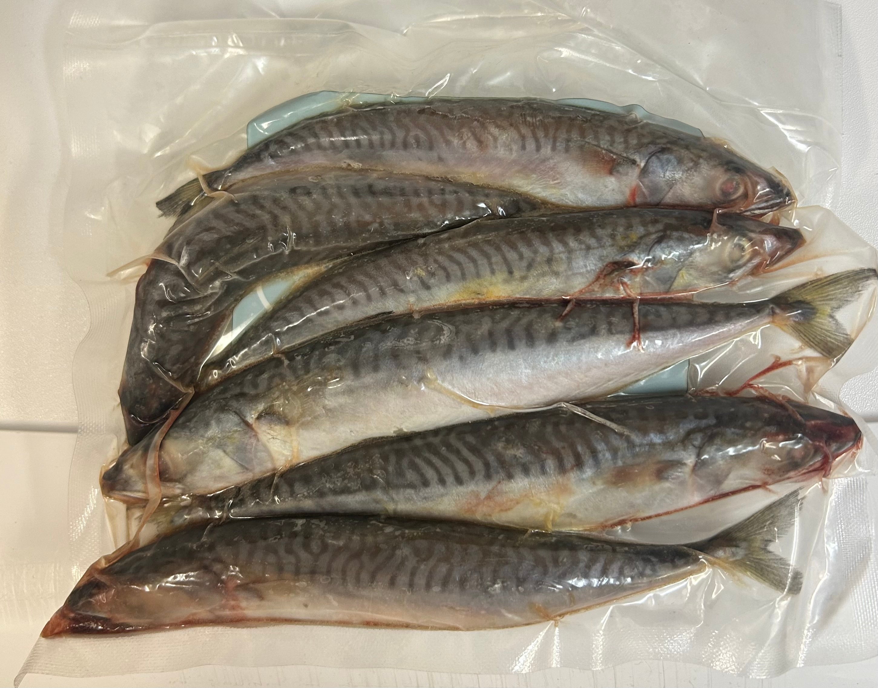 Mackerel