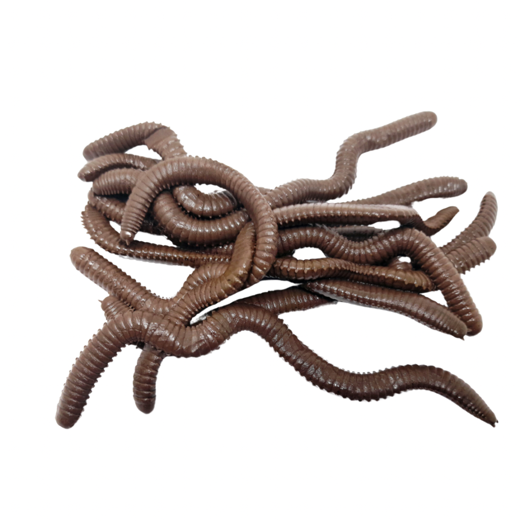 Scented Sandworms in 2 variations, 8.5cm pack of 20 & 12cm pack of 10