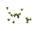 Hook Beads Green Pack of 20